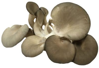 mushrooms, oyster